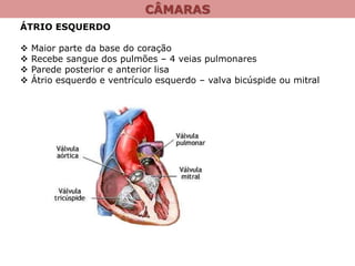 CÂMARAS
ÁTRIO ESQUERDO
 Maior parte da base do coração
 Recebe sangue dos pulmões – 4 veias pulmonares
 Parede posterior e anterior lisa
 Átrio esquerdo e ventrículo esquerdo – valva bicúspide ou mitral
 