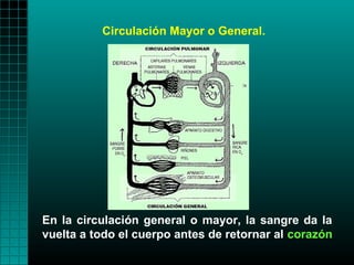 Circulación Mayor o General.




En la circulación general o mayor, la sangre da la
vuelta a todo el cuerpo antes de retornar al corazón
 
