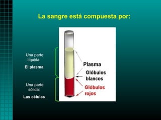 La sangre está compuesta por:




 Una parte
  líquida:
El plasma.



 Una parte
  sólida:
Las células
 