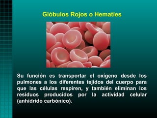 Glóbulos Rojos o Hematíes




Su función es transportar el oxígeno desde los
pulmones a los diferentes tejidos del cuerpo para
que las células respiren, y también eliminan los
residuos producidos por la actividad celular
(anhídrido carbónico).
 