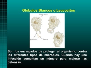 Glóbulos Blancos o Leucocitos




Son los encargados de proteger al organismo contra
los diferentes tipos de microbios. Cuando hay una
infección aumentan su número para mejorar las
defensas.
 