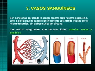 3. VASOS SANGUÍNEOS

Son conductos por donde la sangre recorre todo nuestro organismo,
esto significa que la sangre continuamente está dando vueltas por el
mismo recorrido, sin salirse nunca del circuito.

Los vasos sanguíneos son de tres tipos: arterias, venas y
capilares.
 