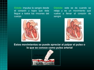 Sístole: impulsa la sangre desde   Diástole: este se da cuando se
el corazón y logra que ésta        relaja y es un movimiento que
llegue a todos los rincones del    vuelve a llenar el corazón de
cuerpo                             sangre




Estos movimientos se puede apreciar al palpar el pulso o
         lo que se conoce como pulso arterial
 