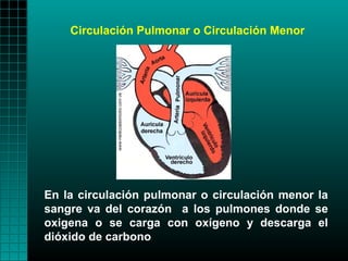 Circulación Pulmonar o Circulación Menor




En la circulación pulmonar o circulación menor la
sangre va del corazón a los pulmones donde se
oxigena o se carga con oxígeno y descarga el
dióxido de carbono
 