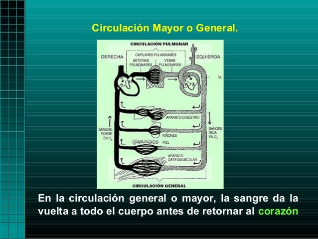 Circulación Mayor o General.En la circulación general o mayor, la sangre da lavuelta a todo el cuerpo antes de retornar al...