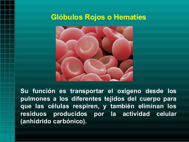 Glóbulos Rojos o HematíesSu función es transportar el oxígeno desde lospulmones a los diferentes tejidos del cuerpo paraqu...