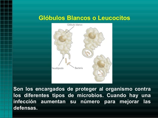 Glóbulos Blancos o LeucocitosSon los encargados de proteger al organismo contralos diferentes tipos de microbios. Cuando h...