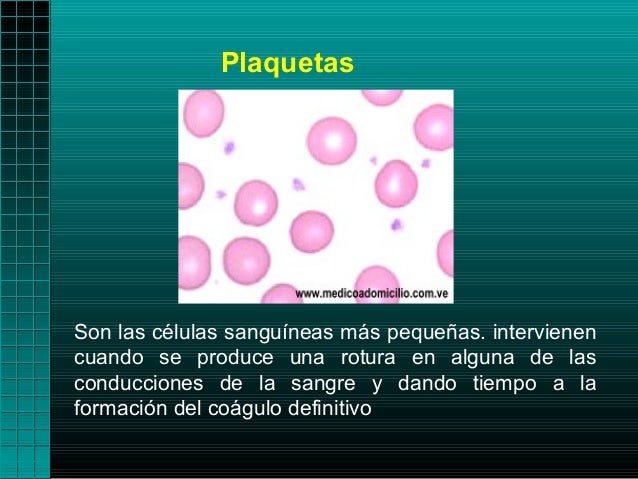 PlaquetasSon las células sanguíneas más pequeñas. intervienencuando se produce una rotura en alguna de lasconducciones de ...
