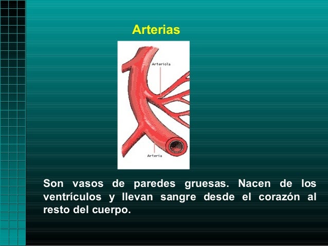 ArteriasSon vasos de paredes gruesas. Nacen de losventrículos y llevan sangre desde el corazón alresto del cuerpo.
