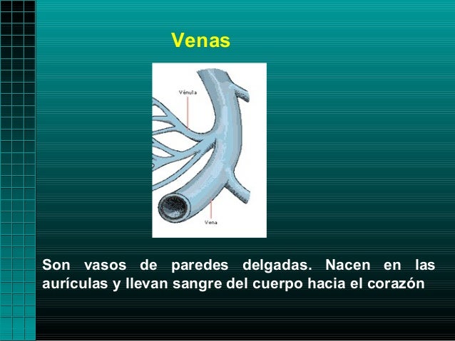 VenasSon vasos de paredes delgadas. Nacen en lasaurículas y llevan sangre del cuerpo hacia el corazón 