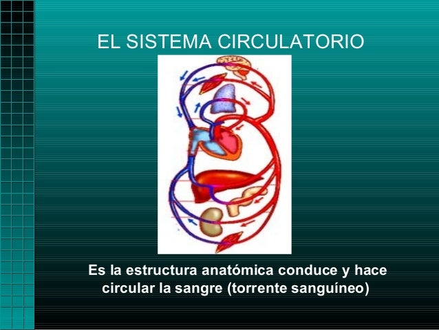 EL SISTEMA CIRCULATORIOEs la estructura anatómica conduce y hace circular la sangre (torrente sanguíneo)
