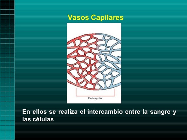 Vasos CapilaresEn ellos se realiza el intercambio entre la sangre ylas células 