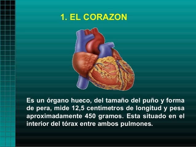 1. EL CORAZONEs un órgano hueco, del tamaño del puño y formade pera, mide 12,5 centímetros de longitud y pesaaproximadamen...