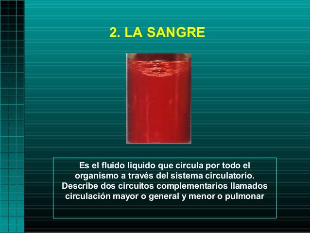 2. LA SANGRE Es el fluido liquido que circula por todo el organismo a través del sistema circulatorio.Describe dos ...