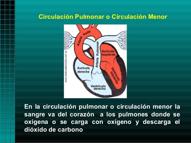 Circulación Pulmonar o Circulación MenorEn la circulación pulmonar o circulación menor lasangre va del corazón a los pulmo...