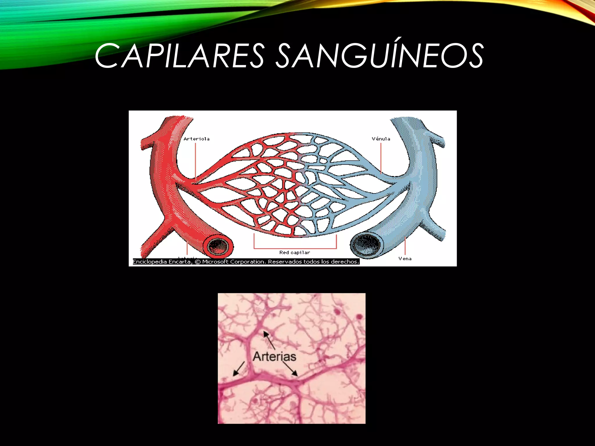 CAPILARES SANGUÍNEOS
 