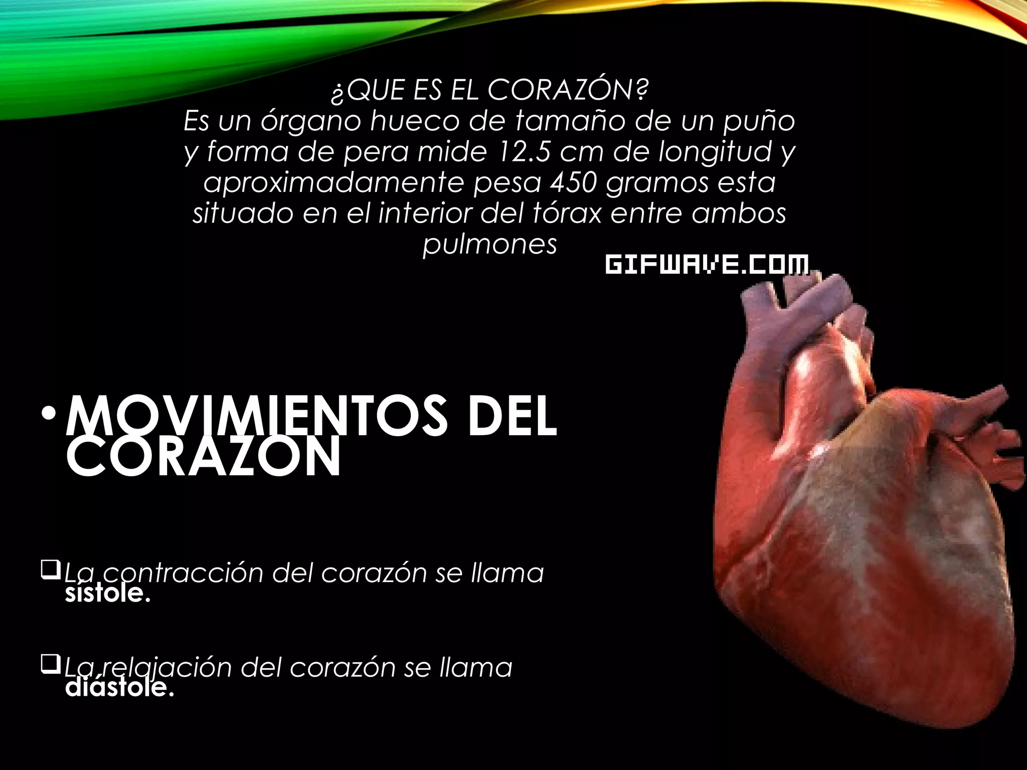 ¿QUE ES EL CORAZÓN?
Es un órgano hueco de tamaño de un puño
y forma de pera mide 12.5 cm de longitud y
aproximadamente pesa 450 gramos esta
situado en el interior del tórax entre ambos
pulmones
•MOVIMIENTOS DEL
CORAZON
La contracción del corazón se llama
sístole.
La relajación del corazón se llama
diástole.
 