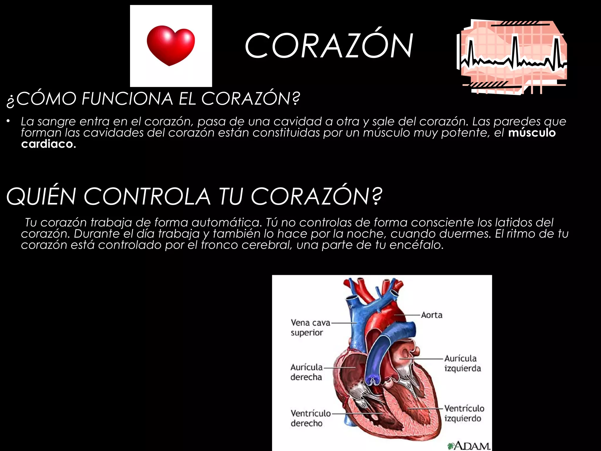CORAZÓN
¿CÓMO FUNCIONA EL CORAZÓN?
• La sangre entra en el corazón, pasa de una cavidad a otra y sale del corazón. Las paredes que
forman las cavidades del corazón están constituidas por un músculo muy potente, el músculo
cardiaco.
QUIÉN CONTROLA TU CORAZÓN?
Tu corazón trabaja de forma automática. Tú no controlas de forma consciente los latidos del
corazón. Durante el día trabaja y también lo hace por la noche, cuando duermes. El ritmo de tu
corazón está controlado por el tronco cerebral, una parte de tu encéfalo.
 