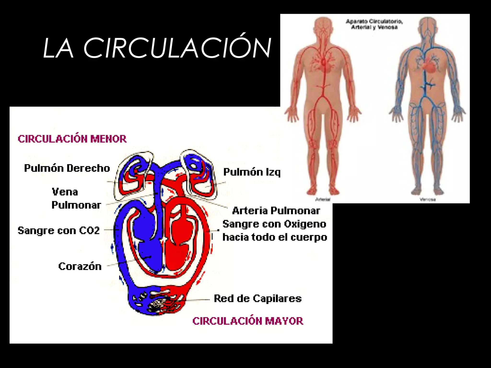 LA CIRCULACIÓN
 