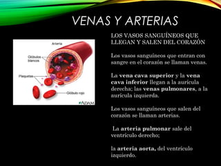 VENAS Y ARTERIAS
LOS VASOS SANGUÍNEOS QUE
LLEGAN Y SALEN DEL CORAZÓN
Los vasos sanguíneos que entran con
sangre en el corazón se llaman venas.
La vena cava superior y la vena
cava inferior llegan a la aurícula
derecha; las venas pulmonares, a la
aurícula izquierda.
Los vasos sanguíneos que salen del
corazón se llaman arterias.
La arteria pulmonar sale del
ventrículo derecho;
la arteria aorta, del ventrículo
izquierdo.
 