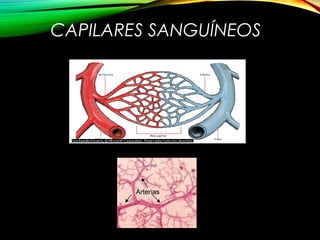 CAPILARES SANGUÍNEOS
 