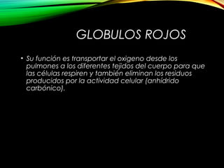 GLOBULOS ROJOS
• Su función es transportar el oxigeno desde los
pulmones a los diferentes tejidos del cuerpo para que
las células respiren y también eliminan los residuos
producidos por la actividad celular (anhídrido
carbónico).
 