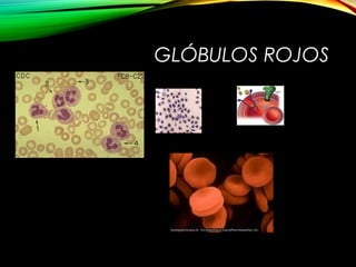 GLÓBULOS ROJOS
 