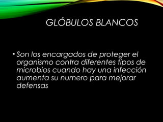 GLÓBULOS BLANCOS
• Son los encargados de proteger el
organismo contra diferentes tipos de
microbios cuando hay una infección
aumenta su numero para mejorar
defensas
 