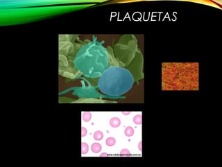 PLAQUETAS
 
