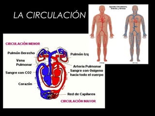 LA CIRCULACIÓN
 