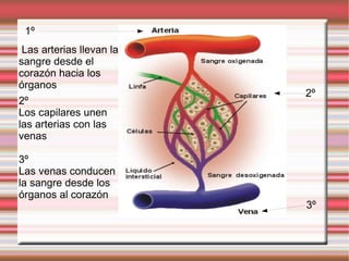 1º 3º 2º Las arterias llevan la sangre desde el  corazón  hacia los  órganos 2º Los capilares unen las arterias con las venas 3º Las venas conducen la sangre desde los  órganos  al  corazón 