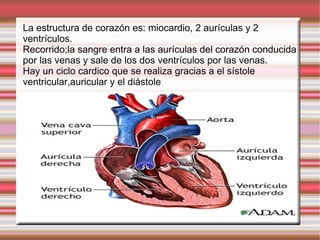 La estructura de  corazón  es: miocardio, 2 aurículas y 2 ventrículos. Recorrido;la sangre entra a las  aurículas  del  corazón  conducida por las venas y sale de los dos  ventrículos  por las venas. Hay un ciclo cardico que se realiza gracias a el sístole ventricular,auricular y el diástole  