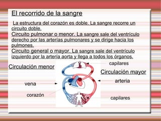 El recorrido de la sangre La estructura del  corazón  es  doble. La  sangre  recorre  un circuito doble. Circuito pulmonar o  menor. La  sangre sale del ventrículo derecho por las arterías  pulmonares  y se dirige hacia los pulmones. Circuito general o  mayor. La  sangre sale del  ventrículo  izquierdo por la artería aorta y llega a todos los órganos. vena arteria capilares capilares corazón Circulación menor Circulación mayor 