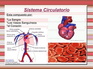 Sistema Circulatorio *La Sangre *Los Vasos  Sanguíneos *el Corazón Esta compuesto por: 