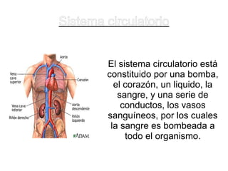 Sistema circulatorio El sistema circulatorio está constituido por una bomba, el corazón, un liquido, la sangre, y una serie de conductos, los vasos sanguíneos, por los cuales la sangre es bombeada a todo el organismo. 