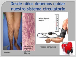 Várices Leucemia significa sangre blanca Presión sanguínea- Presión sanguínea- 