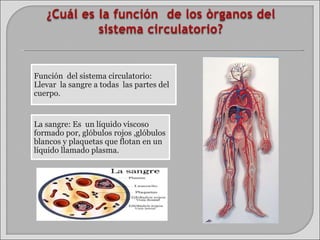 Función  del sistema circulatorio:  Llevar  la sangre a todas  las partes del cuerpo . La sangre: Es  un líquido viscoso formado por, glóbulos rojos ,glóbulos blancos y plaquetas que flotan en un líquido llamado plasma. 