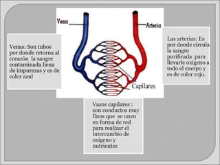 Venas: Son tubos por donde retorna al corazón  la sangre contaminada llena de impurezas y es de color azul Las arterias: Es por donde circula la sangre  purificada  para llevarle oxígeno a todo el cuerpo y es de color rojo. Vasos capilares : son conductos muy finos que  se unen en forma de red para realizar el intercambio de oxígeno y nutrientes . 