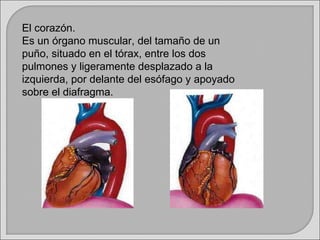 El corazón. Es un órgano muscular, del tamaño de un puño, situado en el tórax, entre los dos pulmones y ligeramente desplazado a la izquierda, por delante del esófago y apoyado sobre el diafragma. 