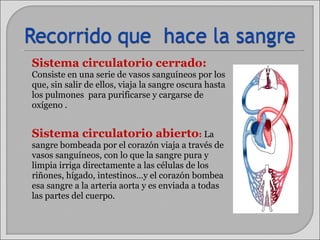 Sistema circulatorio cerrado:   Consiste en una serie de vasos sanguíneos por los que, sin salir de ellos, viaja la sangre oscura hasta los pulmones  para purificarse y cargarse de oxígeno .  Sistema circulatorio abierto :   La sangre bombeada por el corazón viaja a través de vasos sanguíneos, con lo que la sangre pura y limpia irriga directamente a las células de los riñones, hígado, intestinos…y el corazón bombea esa sangre a la arteria aorta y es enviada a todas las partes del cuerpo. 