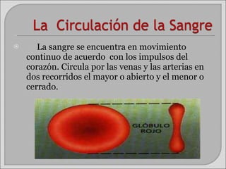 La sangre se encuentra en movimiento continuo de acuerdo  con los impulsos del corazón. Circula por las venas y las arterias en dos recorridos el mayor o abierto y el menor o cerrado. 