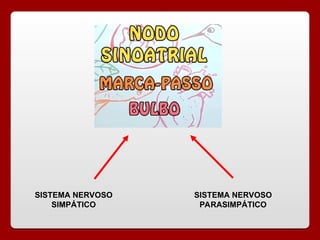 SISTEMA NERVOSO
SIMPÁTICO
SISTEMA NERVOSO
PARASIMPÁTICO
 