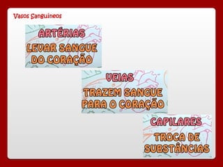 Vasos Sanguíneos
 