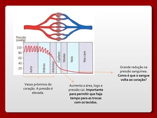 Vasos próximos do coração. A pressão é elevada. Aumenta a área, logo a pressão cai.  Importante para permitir que haja tempo para as trocas com os tecidos. Grande redução na pressão sanguínea. Como é que o sangue volta ao coração? 