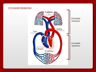 Circulação Sanguínea Circulação Pulmonar Circulação Sistémica 