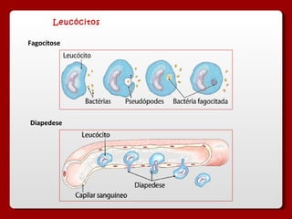 Leucócitos  Fagocitose Diapedese 