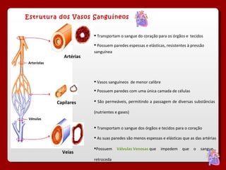 Estrutura dos Vasos Sanguíneos Transportam o sangue do coração para os órgãos e  tecidos Artérias Capilares Veias Transportam o sangue dos órgãos e tecidos para o coração Vasos sanguíneos  de menor calibre Arteríolas Vénulas Possuem paredes espessas e elásticas, resistentes à pressão sanguínea  As suas paredes são menos espessas e elásticas que as das artérias Possuem  Válvulas Venosas   que impedem que o sangue retroceda Possuem paredes com uma única camada de células São permeáveis, permitindo a passagem de diversas substâncias (nutrientes e gases) 