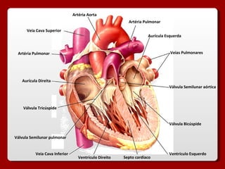 Artéria Aorta Artéria Pulmonar Veias Pulmonares Veia Cava Superior Veia Cava Inferior Aurícula Direita Aurícula Esquerda Ventrículo Direito Ventrículo Esquerdo Válvula Tricúspide  Válvula Bicúspide  Septo cardíaco Artéria Pulmonar Válvula Semilunar aórtica Válvula Semilunar pulmonar 