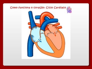 Como funciona o coração: Ciclo Cardíaco 