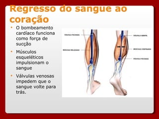 O bombeamento cardíaco funciona como força de sucção Músculos esqueléticos impulsionam o sangue Válvulas venosas impedem que o sangue volte para trás. 
